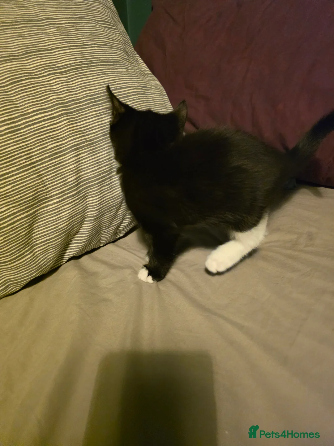 Mixed Breed cats for sale: Mixed tabby and long hair - Advert 19