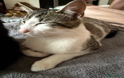 British Longhair cats for sale: 1 boy kitten 9 weeks old - Image 2