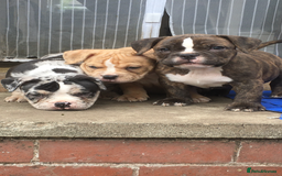American Bully dogs for sale: Micro Merle bullys - Image 17