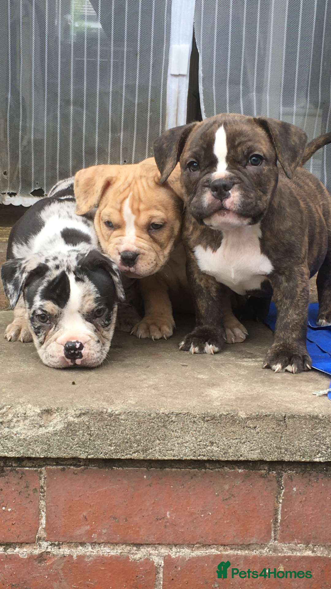 American Bully dogs for sale: Micro Merle bullys - Image 17