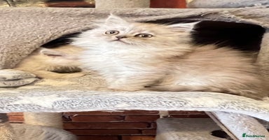 Persian cats - Advert 10