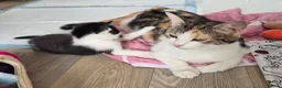 Mixed Breed cats for sale: 3 cute playful kittens available  in Birmingham - Advert 14