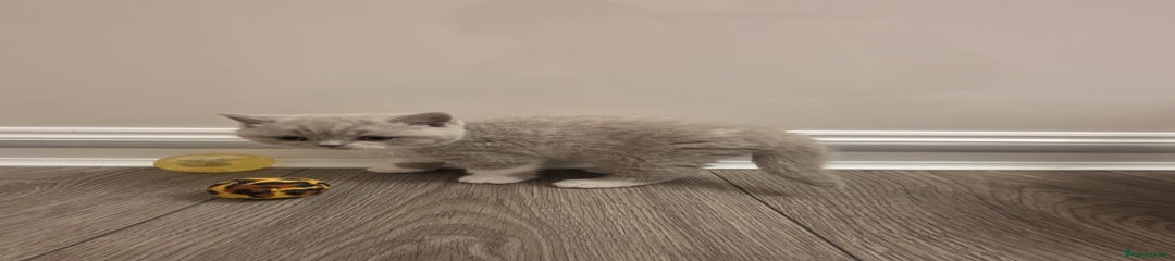 British Shorthair Kitten 5