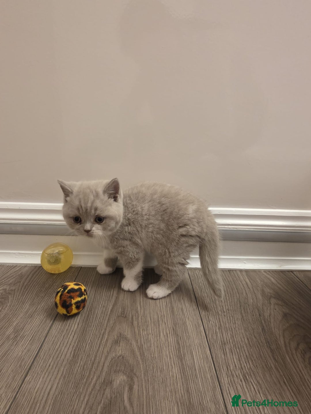 British Shorthair cats for sale: British shorthair - Advert 2