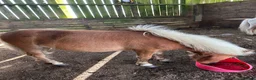 Shetland pony horses for sale: Adorable Miniature Shetland in Looe - Advert 4