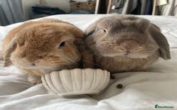 Mini Lop rabbits for sale: Male and female Bonded Mini Lops❤️ - Image 2