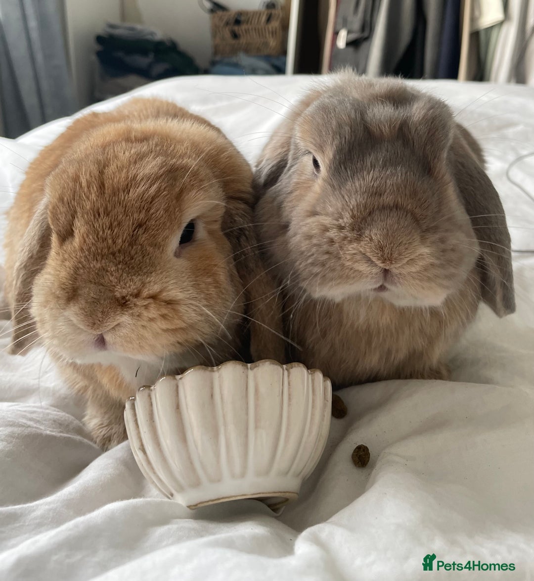 Mini Lop rabbits for sale: Male and female Bonded Mini Lops❤️ - Image 2