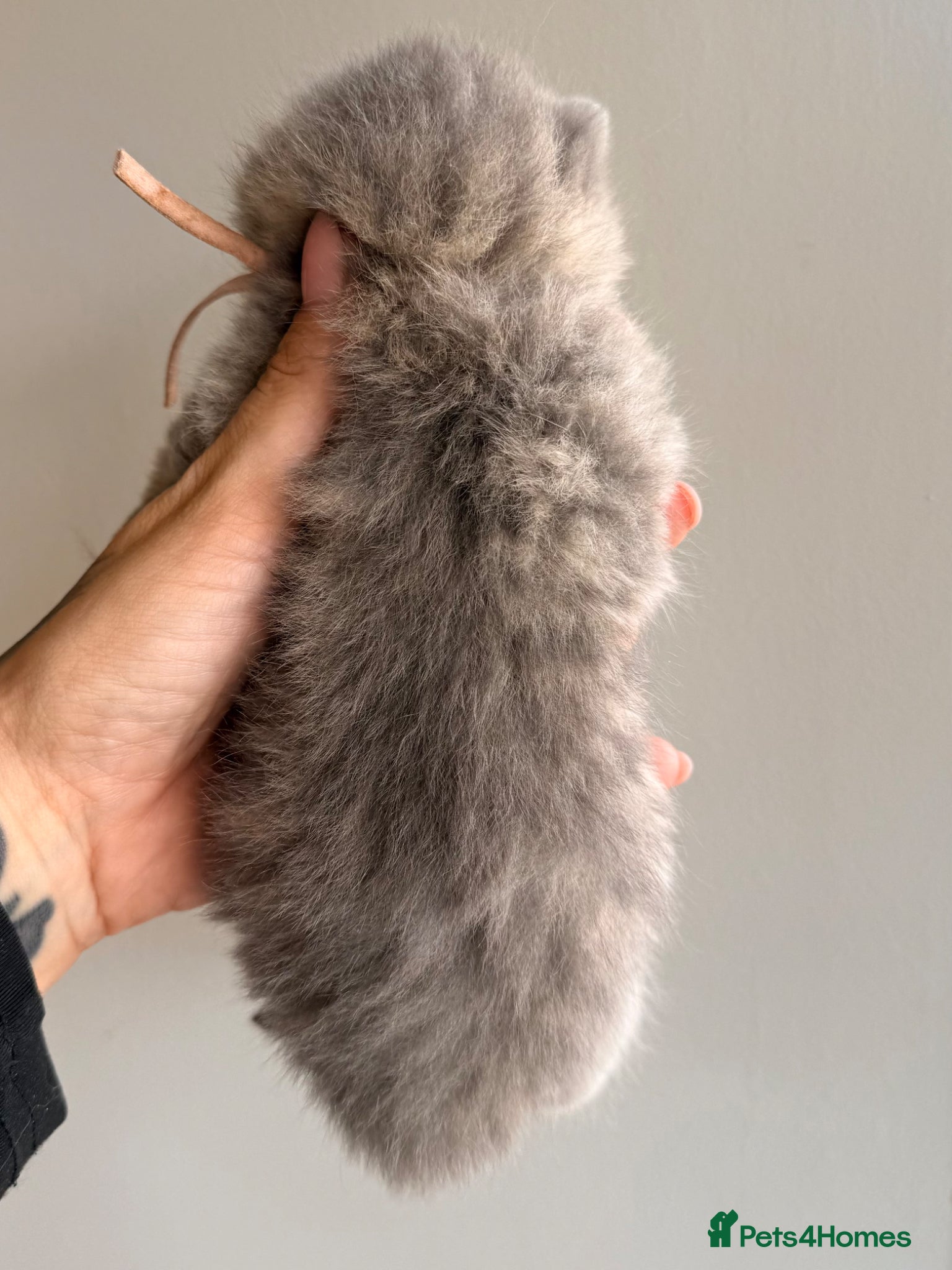 British Shorthair cats for sale: Golden girls TICA reg and health tested  - Advert 4