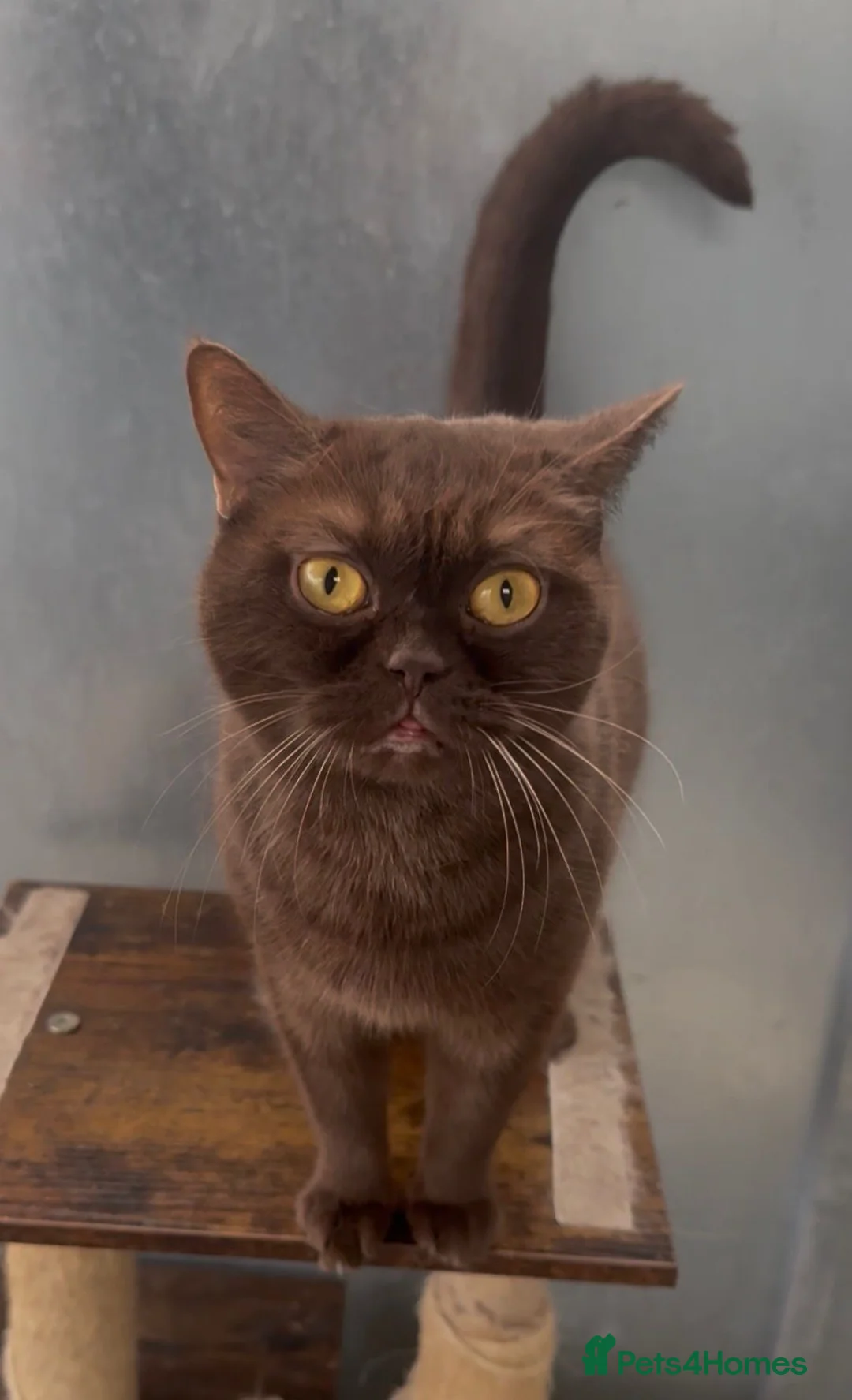 British Shorthair cats for sale: Chocolade british female looking new home - Advert 1