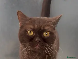 British Shorthair cats Chocolade british female looking new home - Advert 5