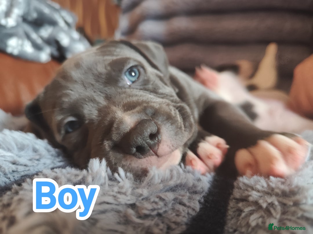 Staffordshire Bull Terrier dogs for sale: Staffordshire bull terrier puppies  - Advert 33