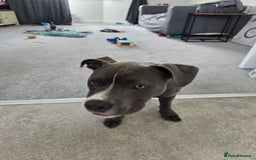 Staffordshire Bull Terrier dogs for sale: Staffy/pocket bully - Image 1