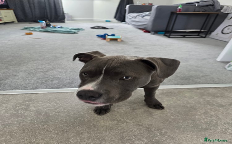 Staffordshire Bull Terrier dogs for sale - Advert 1