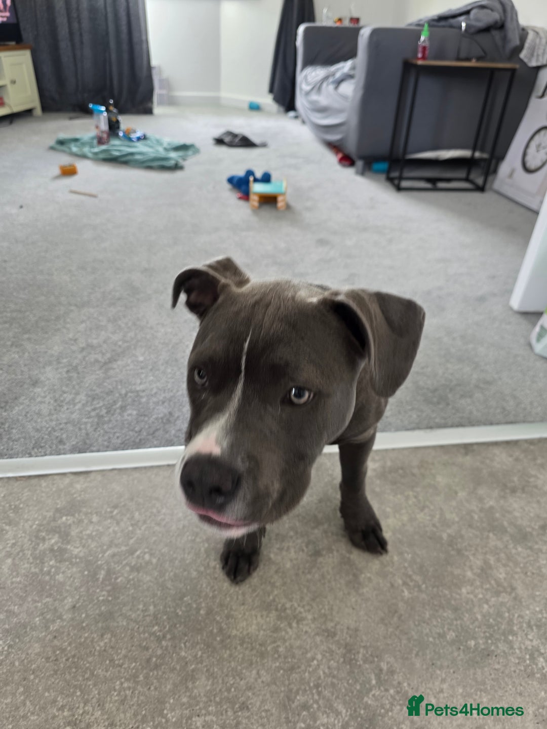 Staffordshire Bull Terrier dogs for sale: Staffy/pocket bully - Image 1