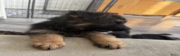 German Shepherd dogs for sale: German Shepards long haired pups in Edinburgh - Advert 8