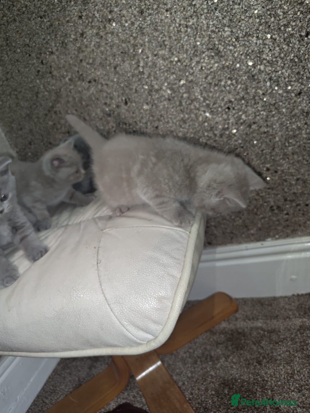 British Shorthair cats for sale: British Shorthair kitten  - Image 13