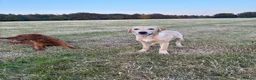Labrador Retriever dogs for sale: Beautiful 6 month old Labrador  in Chard - Advert 3