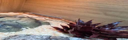 Corn Snake reptiles for sale: 2 cornsnakes full setup  in Ashton-under-Lyne - Advert 8