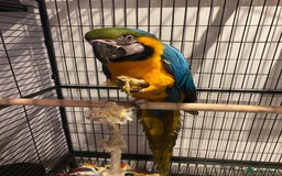 Macaws birds for sale: 6yr old Blue/Gold Wing Macaw  - Image 27