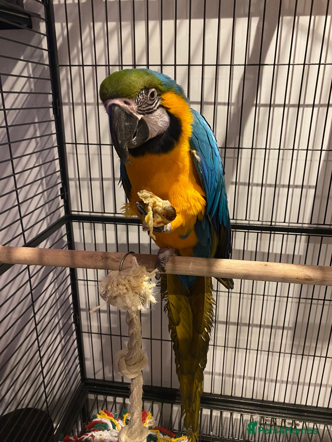 Macaws birds for sale: 6yr old Blue/Gold Wing Macaw  - Image 27