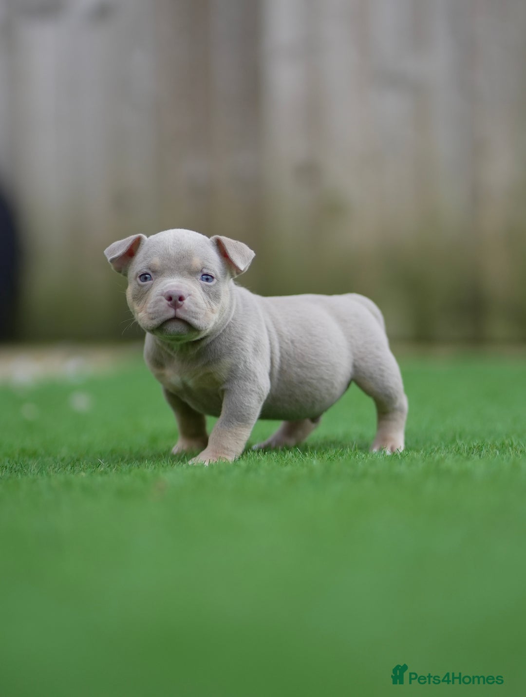 American Bully dogs for sale: Pocket Bully Puppies - Advert 7