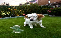 Mixed Breed dogs for adoption: Lilo  - Image 9