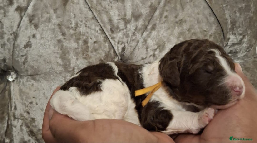 Standard Poodle dogs for sale: Beautiful KC registered parti tris - Advert 28