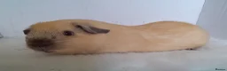 Guinea Pig rodents for sale: Cream Californian Guinea Pig Boars  - Advert 2