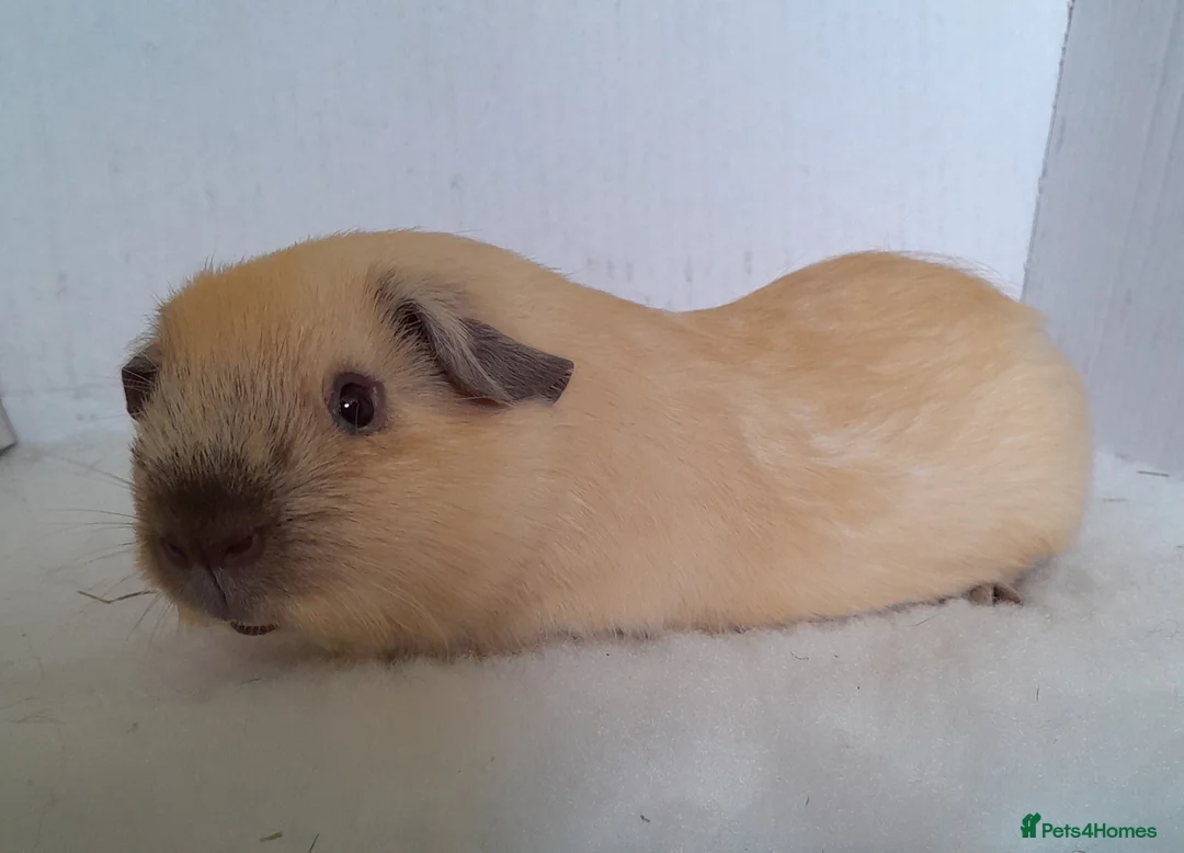 Guinea Pig rodents for sale: Cream Californian Guinea Pig Boars  - Advert 2