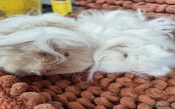 Guinea Pig rodents for sale: Pairs of lunkarya guinea pig babies in Saltburn-by-the-Sea - Image 10