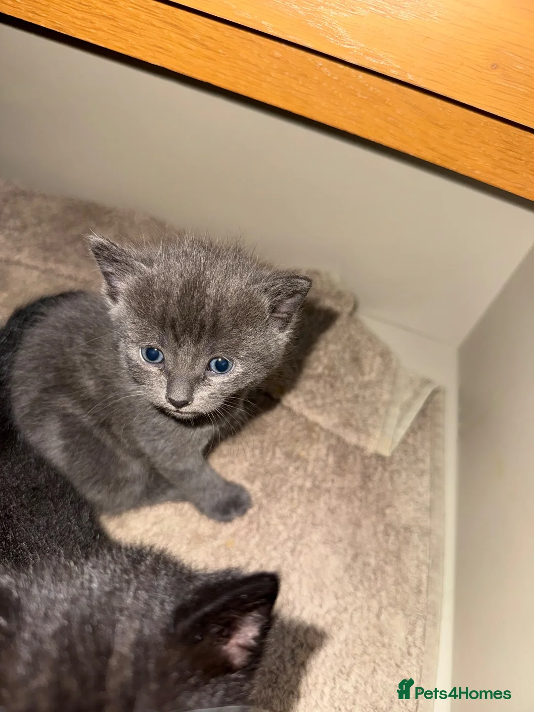 British Shorthair cats for sale: 4 kittens  in Eastleigh - Advert 12