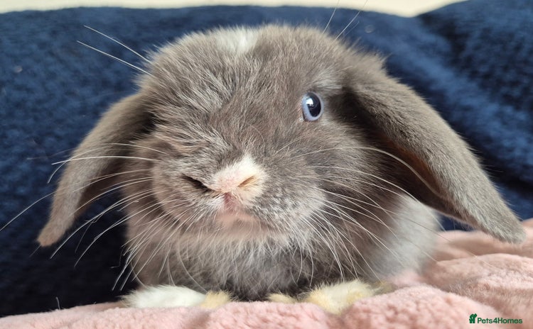 Mini Lop rabbits - Advert 14