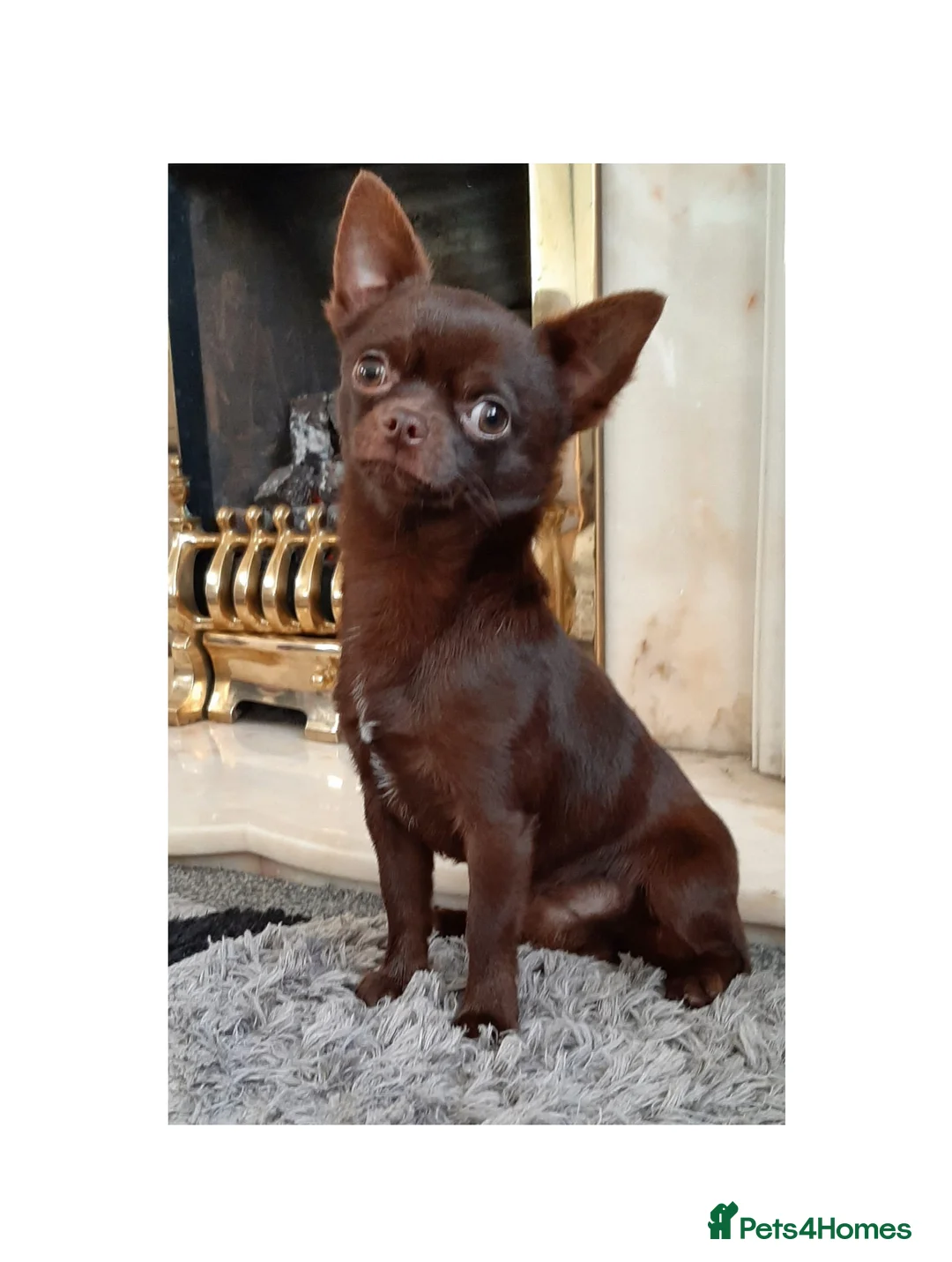 Chihuahua dogs for stud: FREDERICK VON LOVEHUNTER KC Champion heritage Stud in Chorley - Advert 18