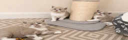 British Shorthair cats for sale: Supreme champion GCCF British Shorthair Kittens  - Advert 9