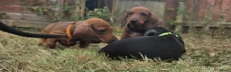 Dachshund dogs for sale:  kc registered standard smooths - Advert 15