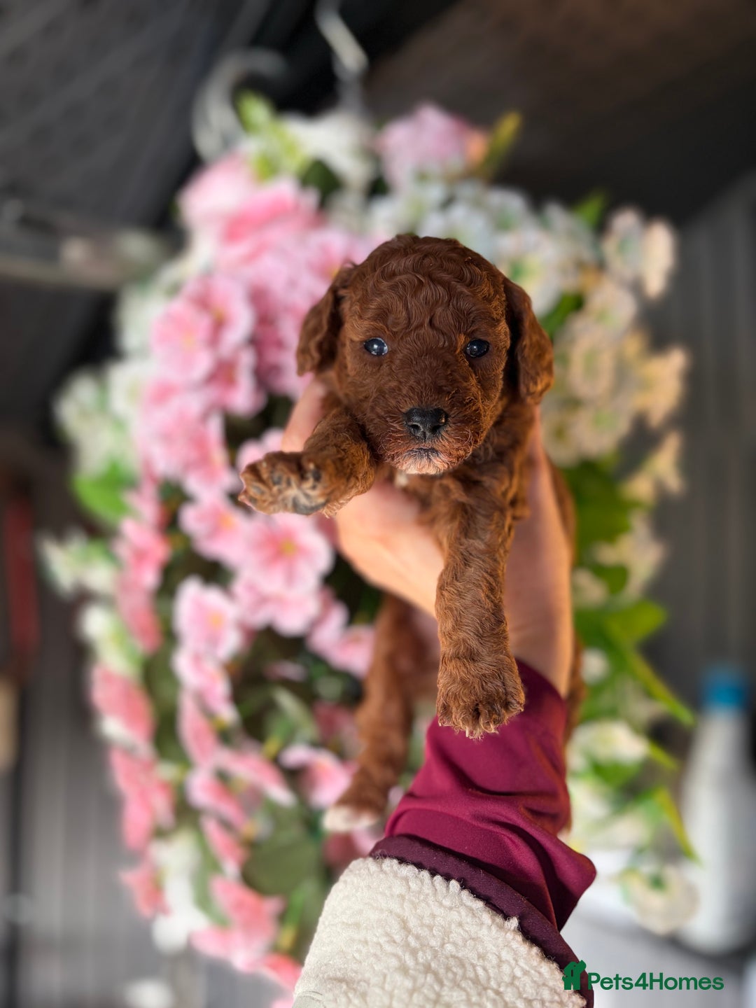 Cockapoo dogs for sale: 3 teddy bear F2 Cockapoo girls available  - Advert 13