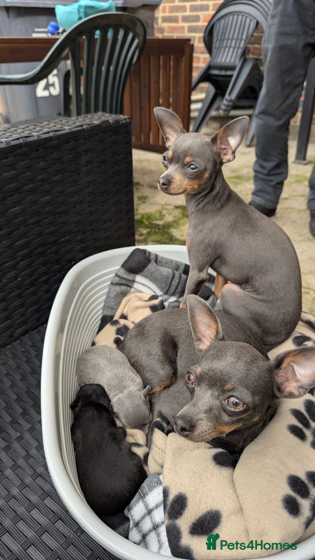 Russian Toy Terrier dogs for sale: Russian toy terrier cross Prague ratter - Image 13