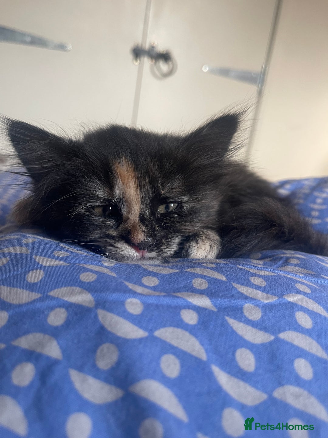 British Longhair cats for sale: Maincoon x British Long haired kitten.  - Image 4