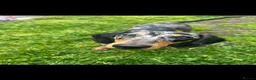 Dachshund dogs for sale: 10month old dachshund  - Advert 2