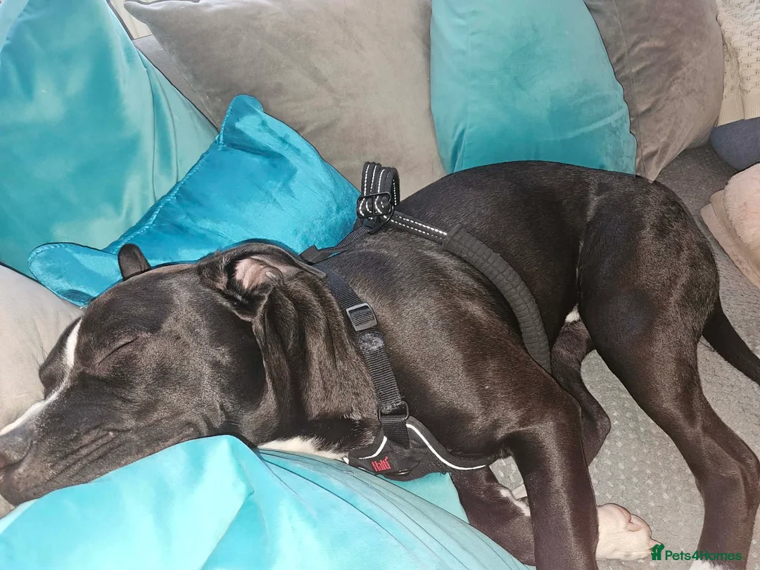 Staffordshire Bull Terrier dogs for sale: Lovely little staffy in York - Advert 2