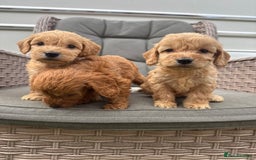 Cockapoo dogs for sale: F1 Cockapoos puppies (council licensed breeder) - Image 6