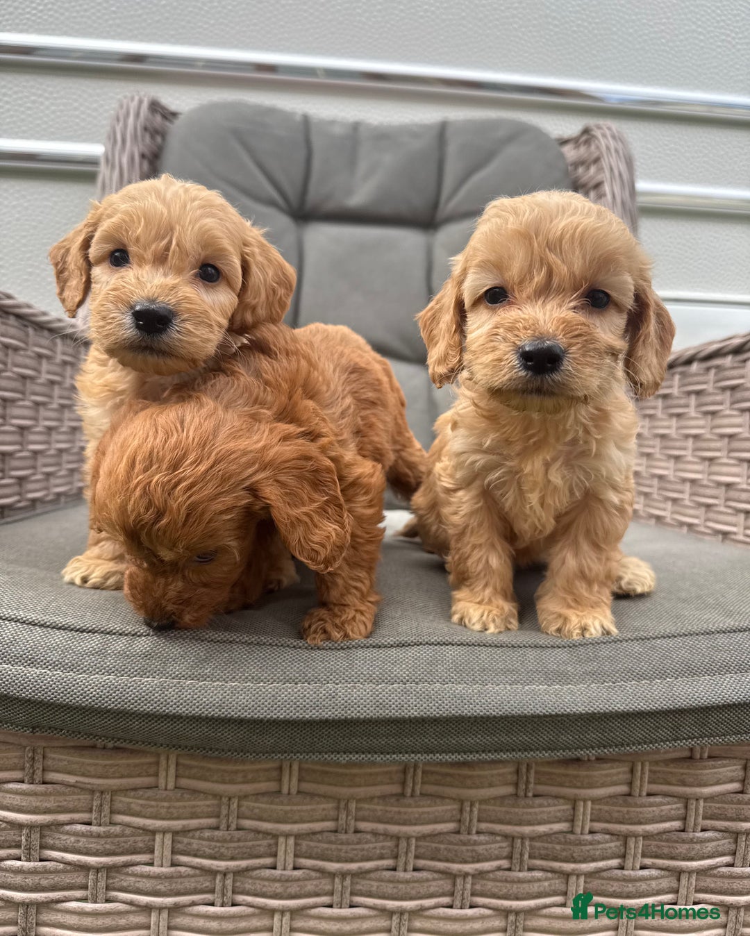 Cockapoo dogs for sale: F1 Cockapoos puppies (council licensed breeder) - Image 6