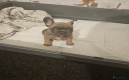 French Bulldog dogs for sale: Beautiful french bulldog puppies  - Image 20