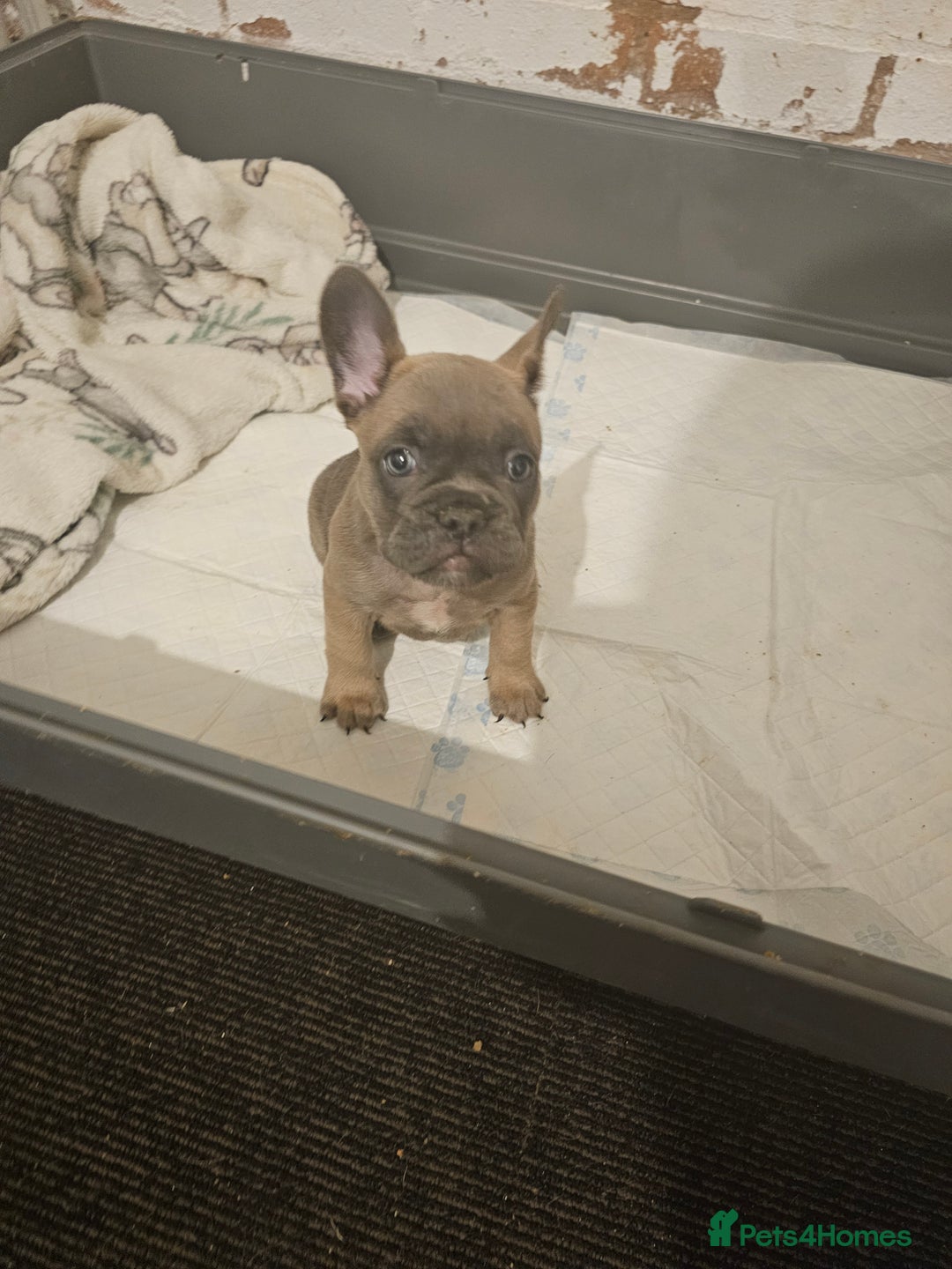 French Bulldog dogs for sale: Beautiful french bulldog puppies  - Image 20
