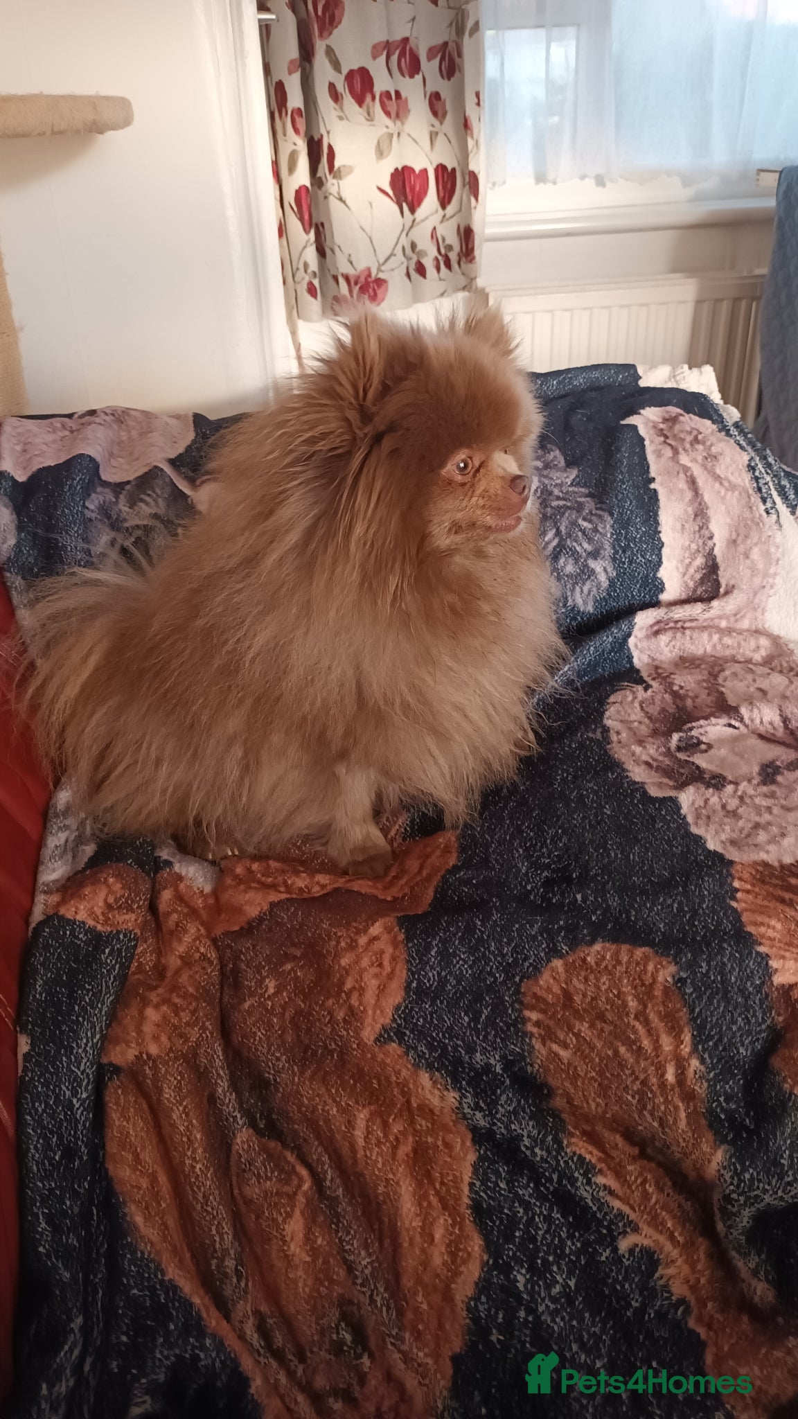 Pomeranian dogs for sale: 4 boy pomeranian, Russian line - Advert 2