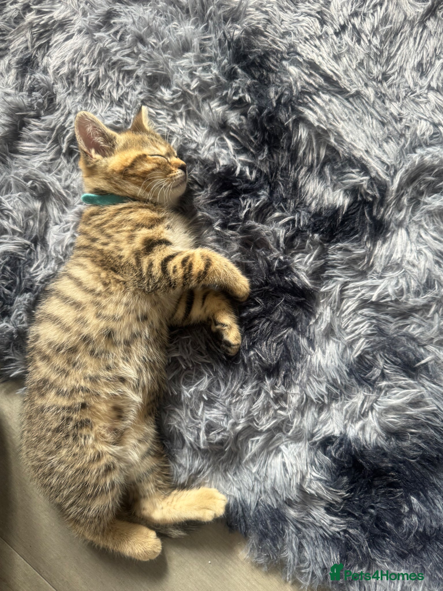 British Shorthair cats for sale: 1 male , 1 female  - Advert 5