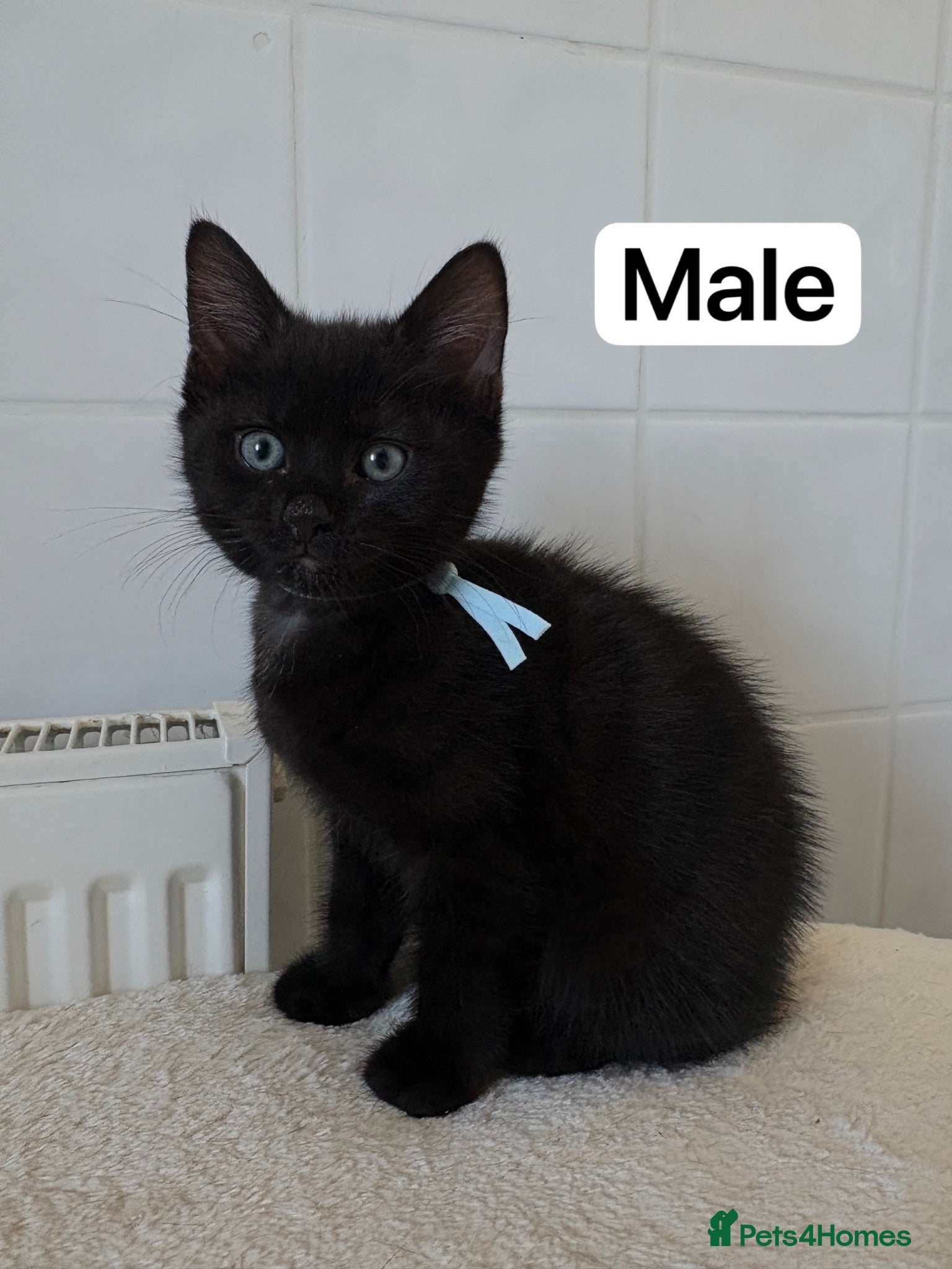 Mixed Breed cats Little kitten ready for new home - Advert 4