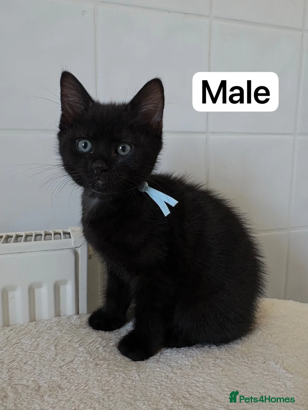 Mixed Breed cats for sale: Little kitten ready for new home - Advert 1