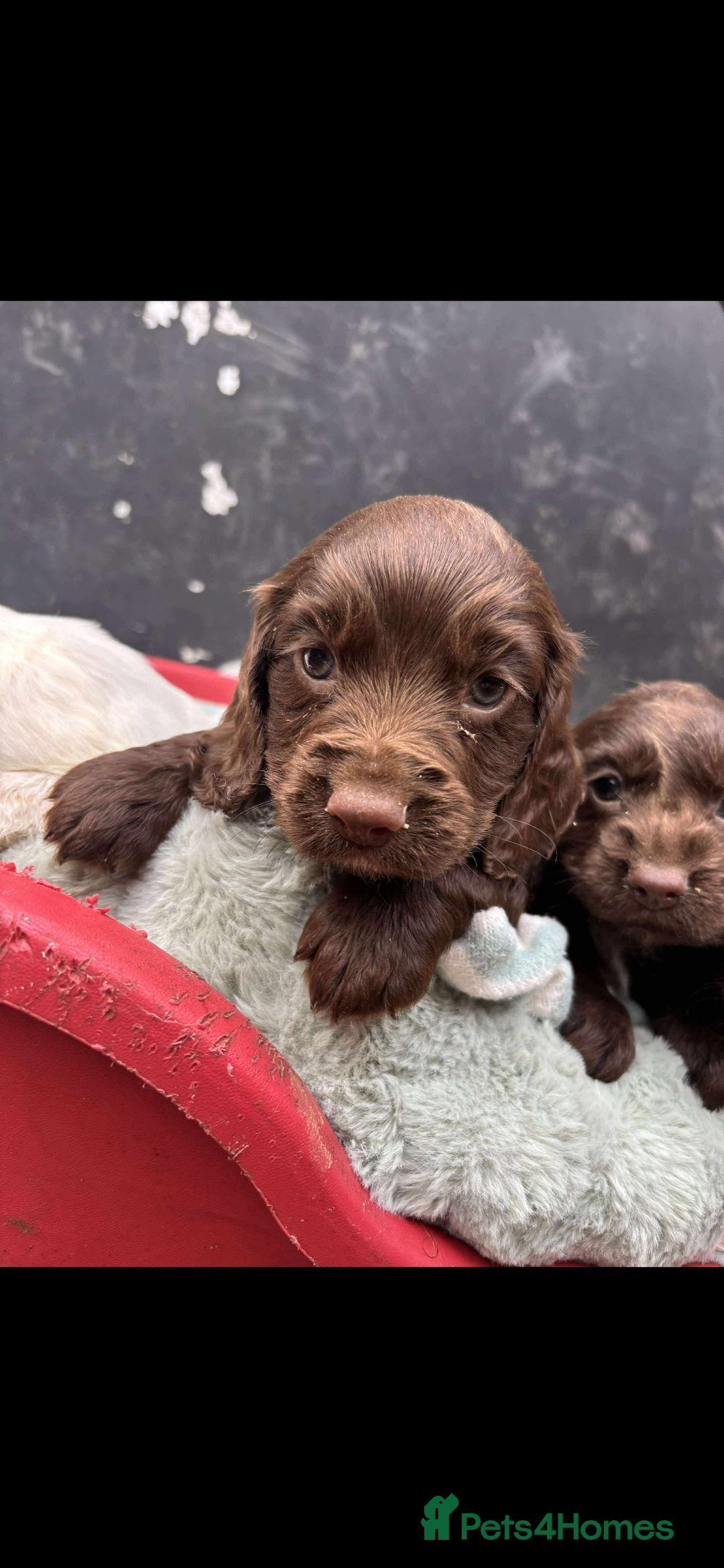 Sprocker dogs for sale: Beautiful Sprocker puppies for sale  - Image 5