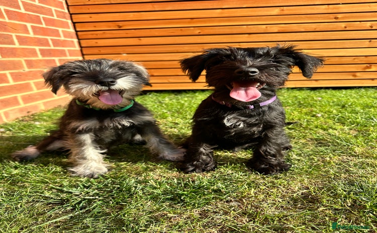 Miniature Schnauzer dogs - Advert 4